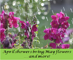 april showers3 April showers